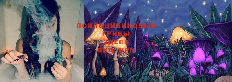 как найти   Старый Оскол  Галлюциногенные грибы Psilocybine cubensis 